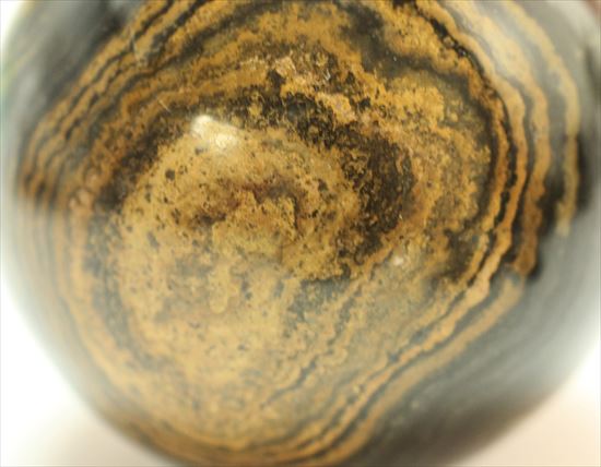 ５００ｇオーバー！ヘビー級サイズのストロマトライト(Stromatolite)（その7）