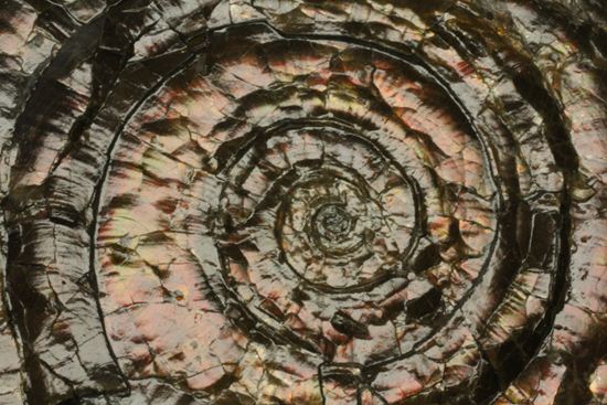 キラッと輝く赤を見つけてください！7ｃｍのイギリス産アンモナイトフィロセラス(Psiloceras Planorbis Ammonite)/中生代ジュラ紀（1億9500万 -- 1億3500万年前）【an203】
