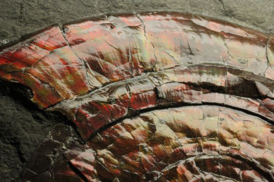 キラッと輝く赤を見つけてください！7ｃｍのイギリス産アンモナイトフィロセラス(Psiloceras Planorbis Ammonite)（その10）