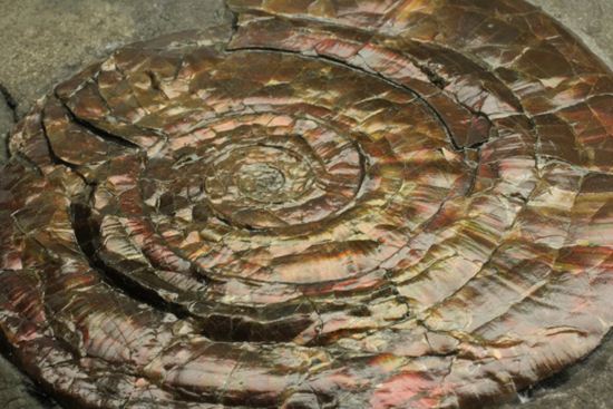 キラッと輝く赤を見つけてください！7ｃｍのイギリス産アンモナイトフィロセラス(Psiloceras Planorbis Ammonite)（その11）
