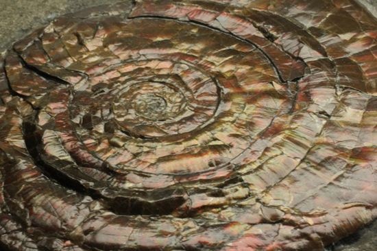 キラッと輝く赤を見つけてください！7ｃｍのイギリス産アンモナイトフィロセラス(Psiloceras Planorbis Ammonite)（その12）