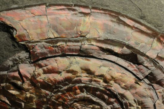 キラッと輝く赤を見つけてください！7ｃｍのイギリス産アンモナイトフィロセラス(Psiloceras Planorbis Ammonite)（その13）