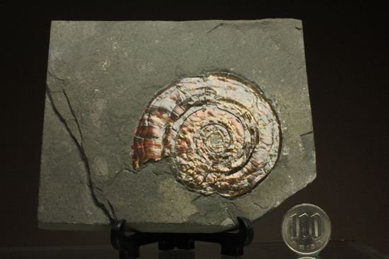 キラッと輝く赤を見つけてください！7ｃｍのイギリス産アンモナイトフィロセラス(Psiloceras Planorbis Ammonite)（その14）