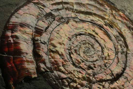 キラッと輝く赤を見つけてください！7ｃｍのイギリス産アンモナイトフィロセラス(Psiloceras Planorbis Ammonite)（その15）