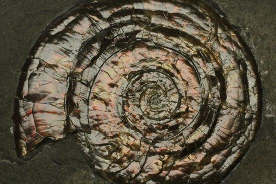 キラッと輝く赤を見つけてください！7ｃｍのイギリス産アンモナイトフィロセラス(Psiloceras Planorbis Ammonite)（その16）
