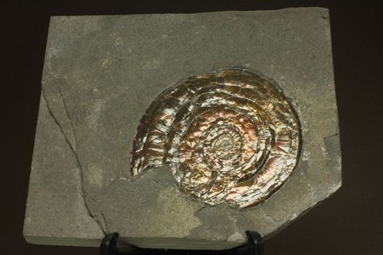 キラッと輝く赤を見つけてください！7ｃｍのイギリス産アンモナイトフィロセラス(Psiloceras Planorbis Ammonite)（その2）