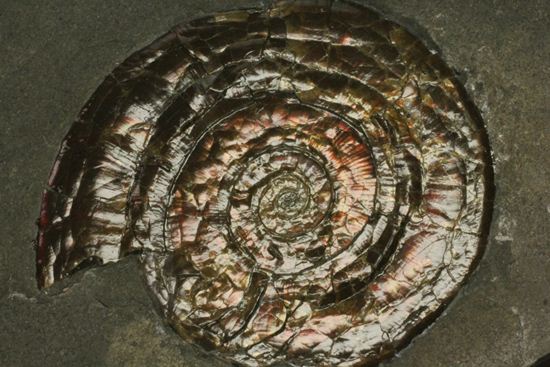 キラッと輝く赤を見つけてください！7ｃｍのイギリス産アンモナイトフィロセラス(Psiloceras Planorbis Ammonite)（その3）