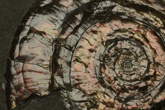 キラッと輝く赤を見つけてください！7ｃｍのイギリス産アンモナイトフィロセラス(Psiloceras Planorbis Ammonite)（その4）