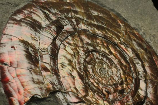 キラッと輝く赤を見つけてください！7ｃｍのイギリス産アンモナイトフィロセラス(Psiloceras Planorbis Ammonite)（その5）
