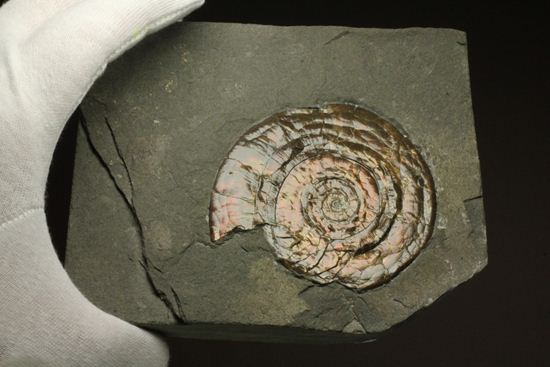 キラッと輝く赤を見つけてください！7ｃｍのイギリス産アンモナイトフィロセラス(Psiloceras Planorbis Ammonite)（その6）