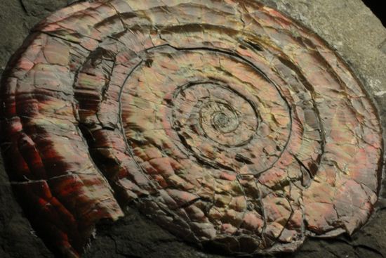 キラッと輝く赤を見つけてください！7ｃｍのイギリス産アンモナイトフィロセラス(Psiloceras Planorbis Ammonite)（その7）