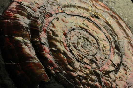 キラッと輝く赤を見つけてください！7ｃｍのイギリス産アンモナイトフィロセラス(Psiloceras Planorbis Ammonite)（その8）