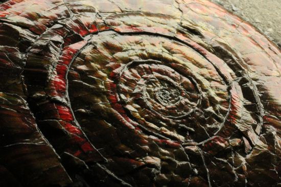 キラッと輝く赤を見つけてください！7ｃｍのイギリス産アンモナイトフィロセラス(Psiloceras Planorbis Ammonite)（その9）