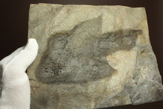 米国コネチカット渓谷の俊足恐竜！グラレーター(Grallator）の足跡ネガ化石（その15）