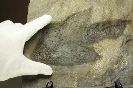 米国コネチカット渓谷の俊足恐竜！グラレーター(Grallator）の足跡ネガ化石（その16）