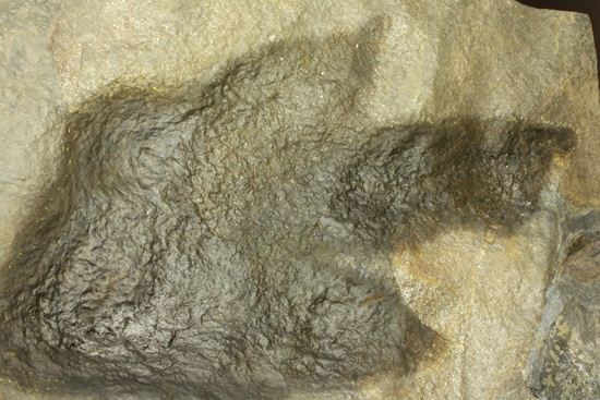 米国コネチカット渓谷の俊足恐竜！グラレーター(Grallator）の足跡ネガ化石（その2）