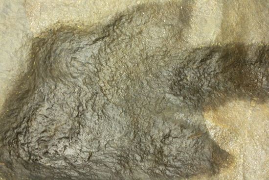 米国コネチカット渓谷の俊足恐竜！グラレーター(Grallator）の足跡ネガ化石（その3）