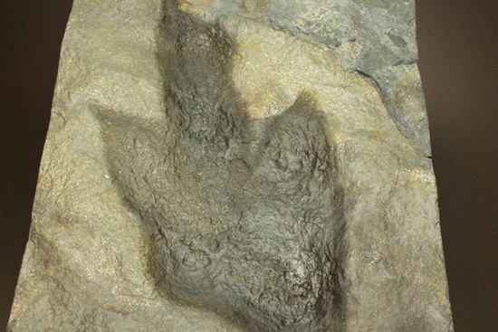 米国コネチカット渓谷の俊足恐竜！グラレーター(Grallator）の足跡ネガ化石（その6）