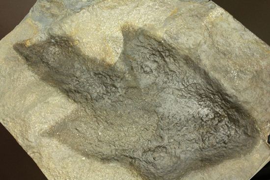 米国コネチカット渓谷の俊足恐竜！グラレーター(Grallator）の足跡ネガ化石（その7）