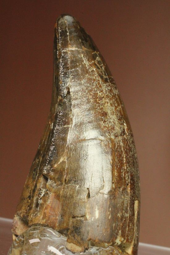 速報！あのスーと同地域から発見されたティラノサウルス・レックスの純粋な前上顎骨歯（その15）