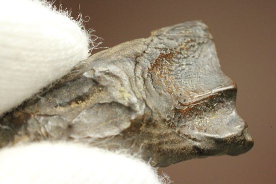 白亜紀の恐ろしく硬い植物を噛み砕いたトリケラトプスの強靭な歯化石（その8）