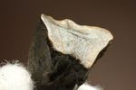 白亜紀の恐ろしく硬い植物を噛み砕いたトリケラトプスの強靭な歯化石