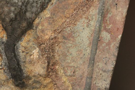 最高の古代海オブジェ！4億年前の海のユリを飾りませんか？巨大ウミユリのプレート標本（その8）