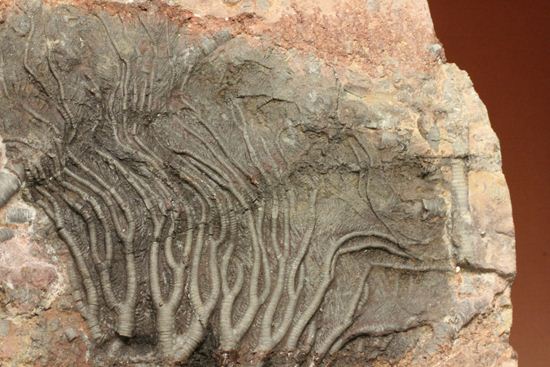 最高の古代海オブジェ！4億年前の海のユリを飾りませんか？巨大ウミユリのプレート標本（その9）