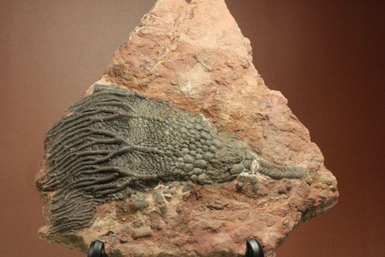 超立体的な触手が生々しい！まるでユリのような棘皮動物、ウミユリ化石（その6）