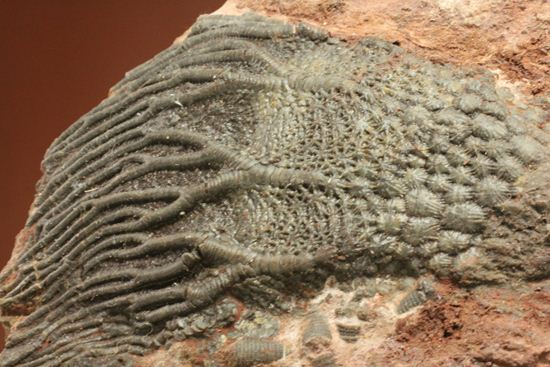 超立体的な触手が生々しい！まるでユリのような棘皮動物、ウミユリ化石（その7）