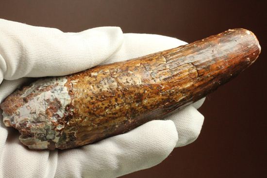 北アフリカの荒くれ者!ロングカーブ11.2cm!ぷっくりぶっといスピノサウルスの歯化石(Spinosaurus)(その1)