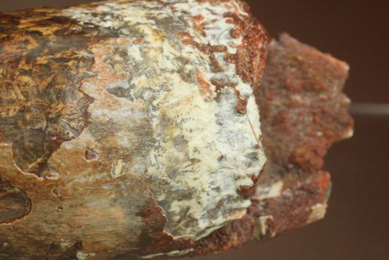 北アフリカの荒くれ者!ロングカーブ11.2cm!ぷっくりぶっといスピノサウルスの歯化石(Spinosaurus)(その11)