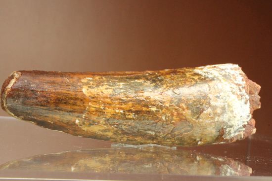 北アフリカの荒くれ者!ロングカーブ11.2cm!ぷっくりぶっといスピノサウルスの歯化石(Spinosaurus)(その12)