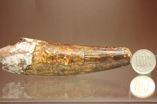 北アフリカの荒くれ者！ロングカーブ11.2ｃｍ！ぷっくりぶっといスピノサウルスの歯化石(Spinosaurus)（その13）