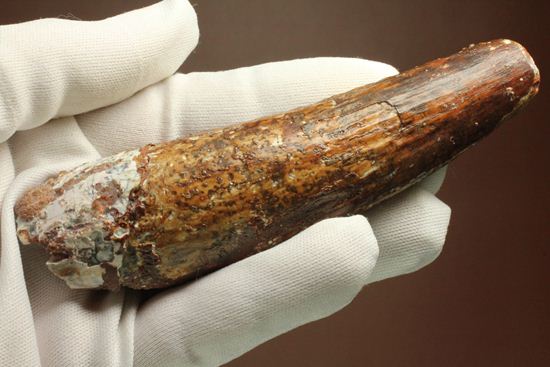 北アフリカの荒くれ者!ロングカーブ11.2cm!ぷっくりぶっといスピノサウルスの歯化石(Spinosaurus)(その14)