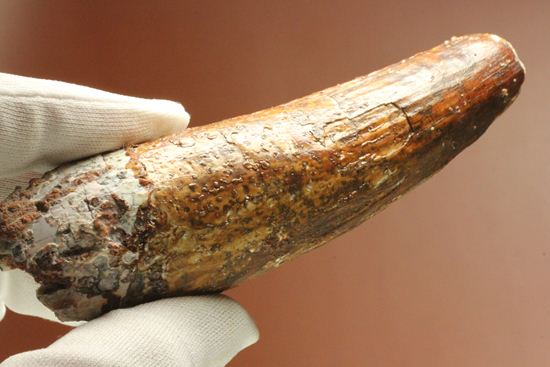北アフリカの荒くれ者!ロングカーブ11.2cm!ぷっくりぶっといスピノサウルスの歯化石(Spinosaurus)(その15)