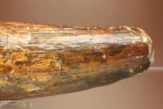 北アフリカの荒くれ者!ロングカーブ11.2cm!ぷっくりぶっといスピノサウルスの歯化石(Spinosaurus)(その4)
