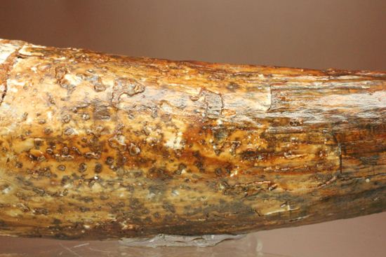 北アフリカの荒くれ者!ロングカーブ11.2cm!ぷっくりぶっといスピノサウルスの歯化石(Spinosaurus)(その5)