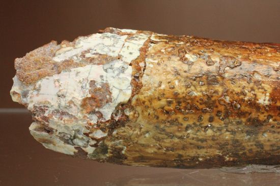 北アフリカの荒くれ者!ロングカーブ11.2cm!ぷっくりぶっといスピノサウルスの歯化石(Spinosaurus)(その6)