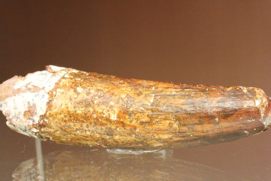 北アフリカの荒くれ者!ロングカーブ11.2cm!ぷっくりぶっといスピノサウルスの歯化石(Spinosaurus)(その7)