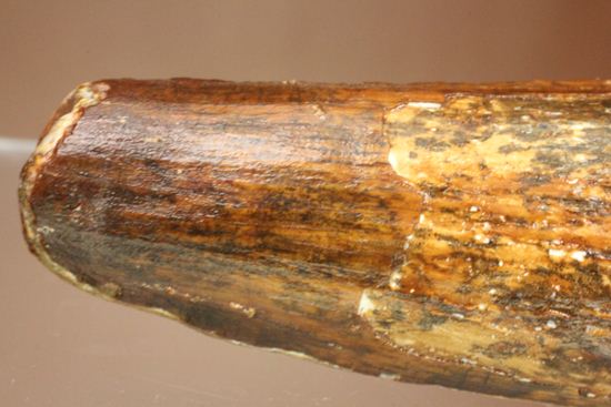 北アフリカの荒くれ者!ロングカーブ11.2cm!ぷっくりぶっといスピノサウルスの歯化石(Spinosaurus)(その9)