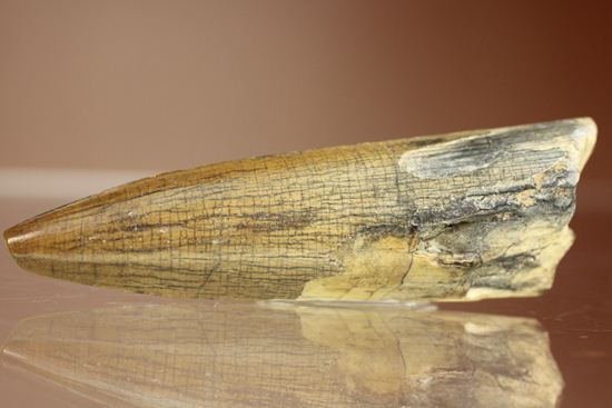 獣脚類ファンの方！レアもの出ました！白亜紀アフリカのワニもどき大型恐竜！スコミムスの歯(Suchomimus tenerensis)（その3）