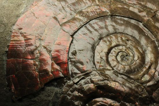 五角形の形をした母岩と赤色が魅力！フィロセラスマルチプレート（その9）
