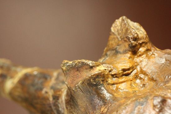 一期一会のレアもの！大型草食恐竜ハドロサウルスの脊椎骨化石（その9）