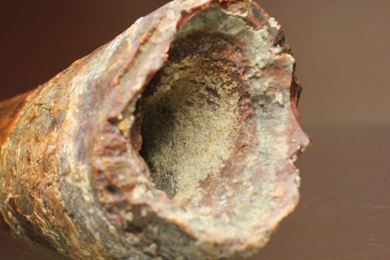 11cm!野太いんです。周長9.9cmのスピノサウルス歯化石(Spinosaurus)(その10)