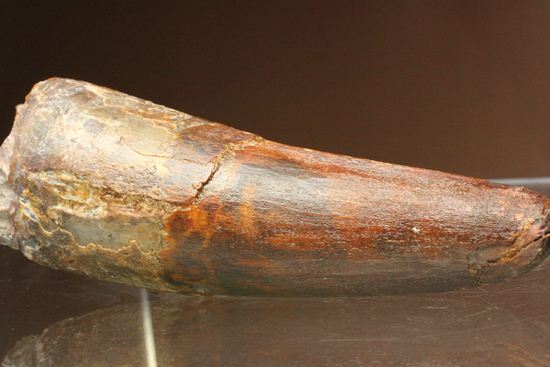11cm!野太いんです。周長9.9cmのスピノサウルス歯化石(Spinosaurus)(その11)