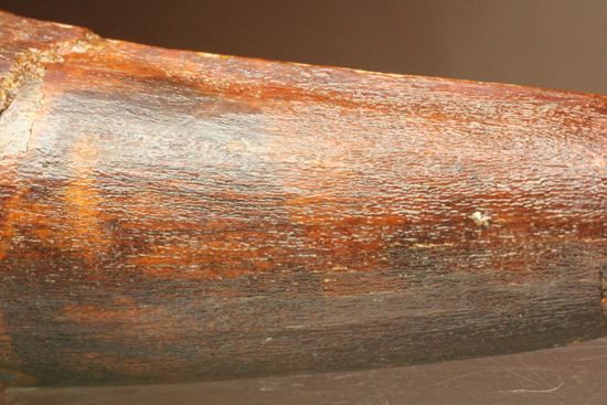 11cm!野太いんです。周長9.9cmのスピノサウルス歯化石(Spinosaurus)(その12)
