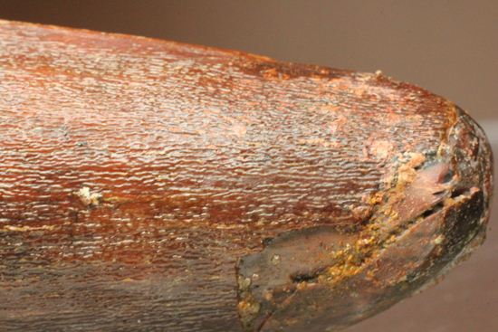 11cm!野太いんです。周長9.9cmのスピノサウルス歯化石(Spinosaurus)(その14)