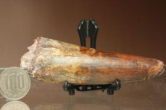 11cm!野太いんです。周長9.9cmのスピノサウルス歯化石(Spinosaurus)(その15)