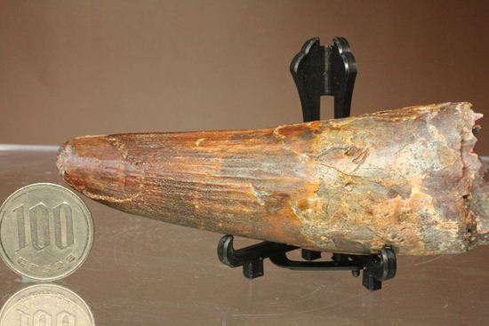 11cm!野太いんです。周長9.9cmのスピノサウルス歯化石(Spinosaurus)(その16)